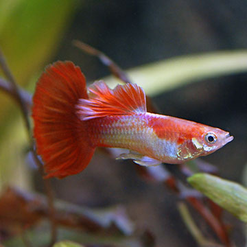 Blonde Tux Guppy Group, Male