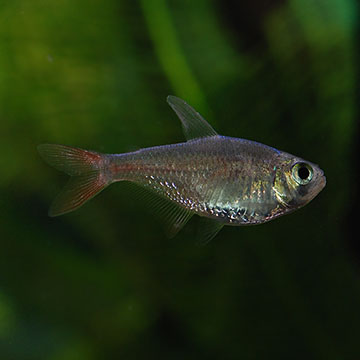 Red/Blue Columbian Tetra