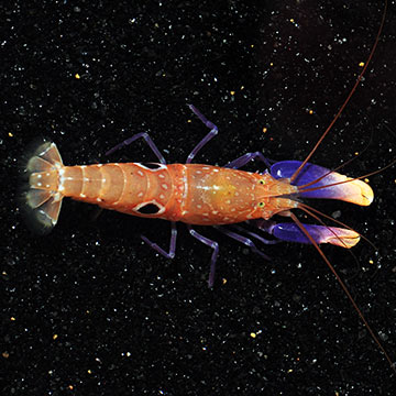 Bullseye Snapping Shrimp