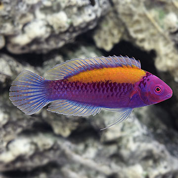 Orange-Back Fairy Wrasse