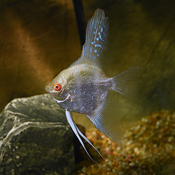 Albino Angelfish