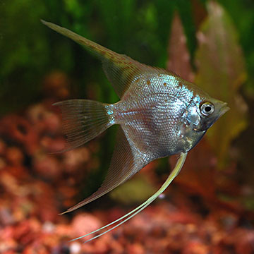 Gold Veil Angelfish