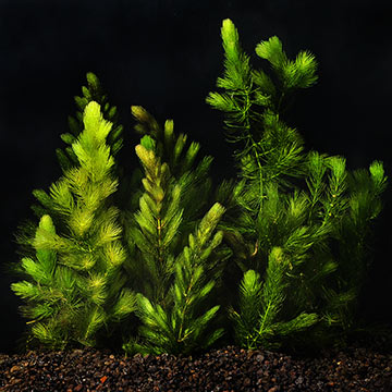 Hornwort