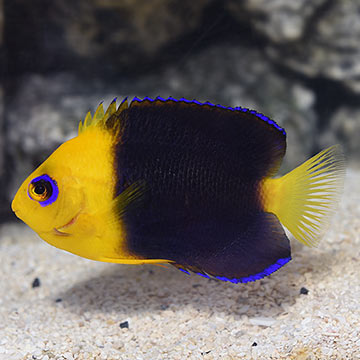 Joculator Angelfish