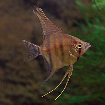 Silver Zebra Angelfish