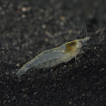 Snowball Shrimp Group