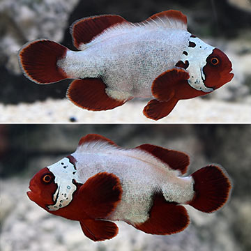 Thunder Maroon Clownfish, Captive-Bred Thunder Maroon Clownfish, Captive-Bred