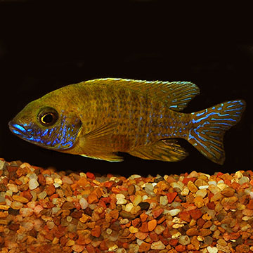 Yellow Peacock Cichlid