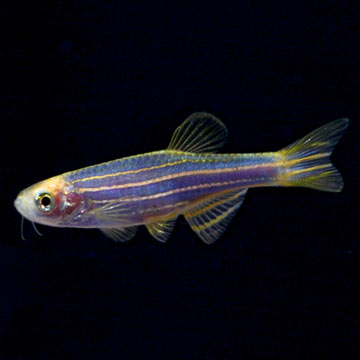 GloFish®, Cosmic Blue® Danio