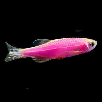 GloFish®, Galactic Purple® Danio