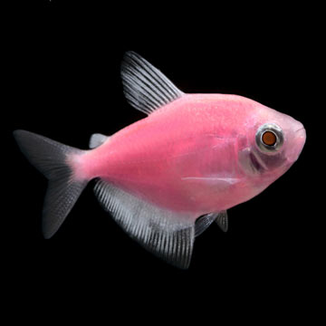 GloFish®, Moonrise Pink® Tetra