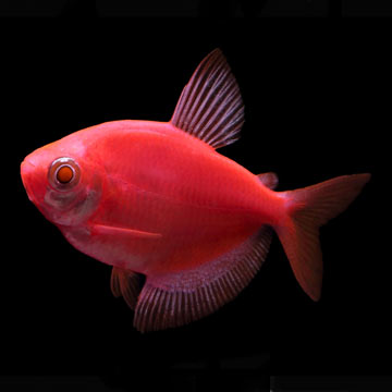 GloFish®, Starfire Red® Tetra