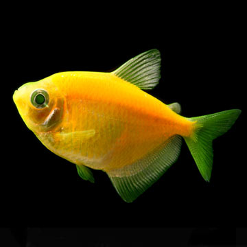 GloFish®, Sunburst Orange® Tetra