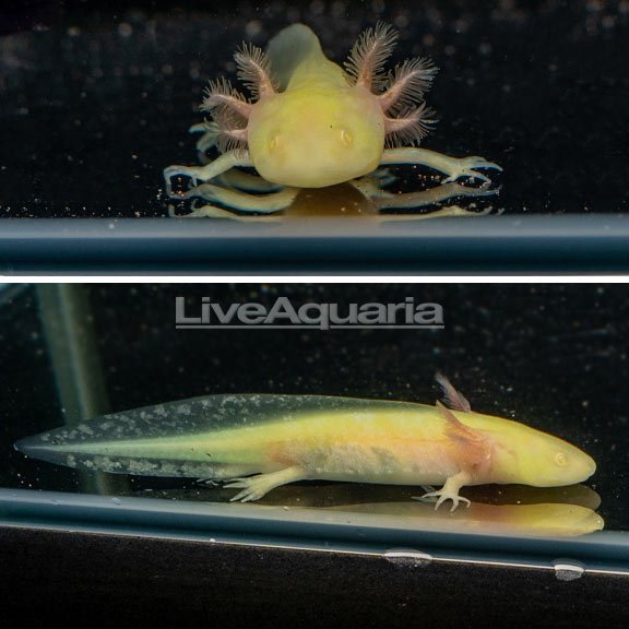 Melanoid Axolotl, GFP