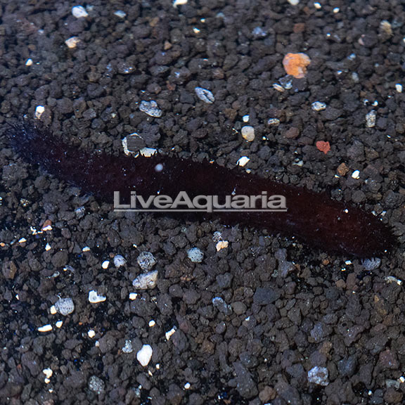 Greenfish Sea Cucumber EXPERT ONLY