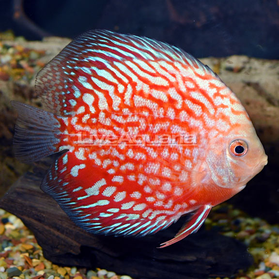 Stardust Discus