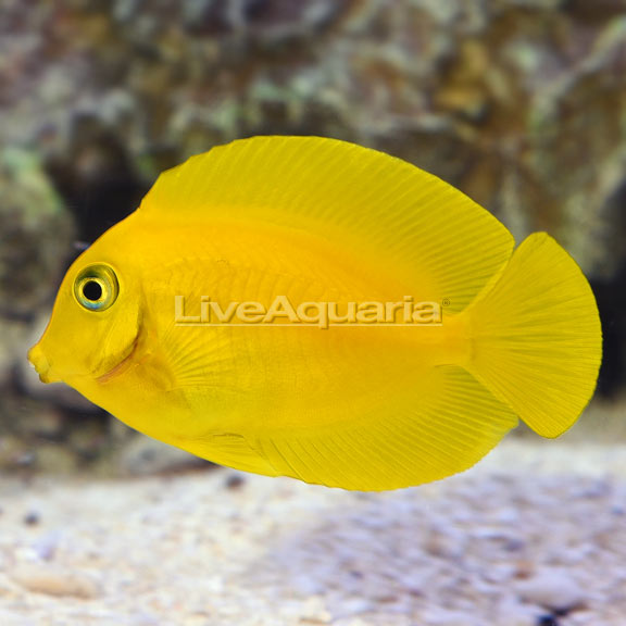 Lemon Tang Lemon Tang