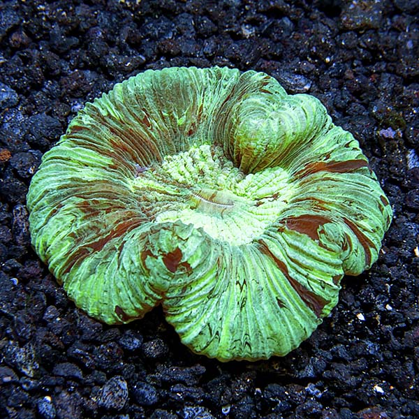 Wellso Folded Brain Coral Wellso Folded Brain Coral