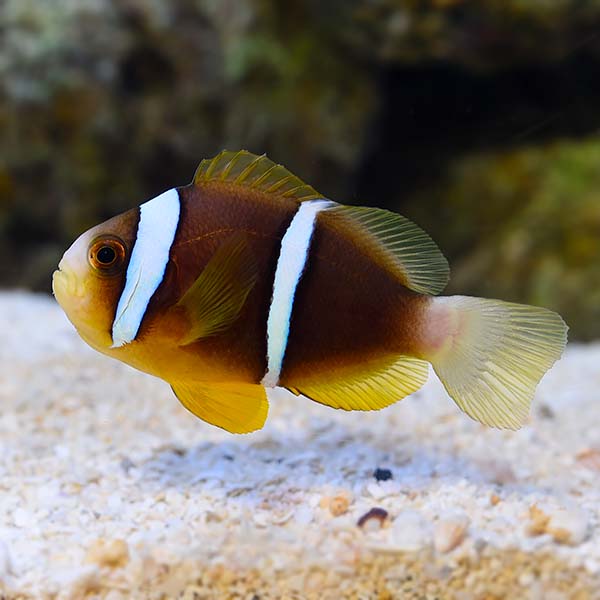 Biota Captive-Bred Blue Striped Clownfish