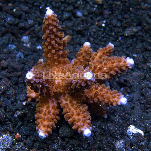 Acropora formosa Acropora formosa