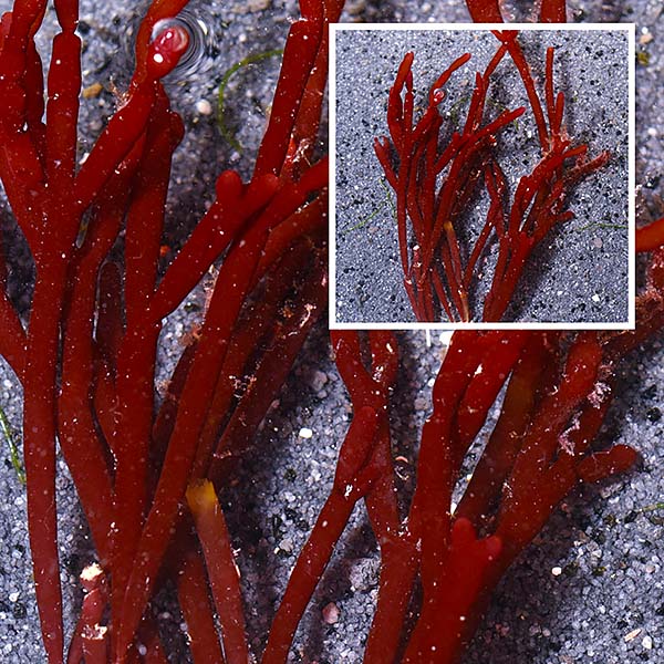 Red Bamboo Algae