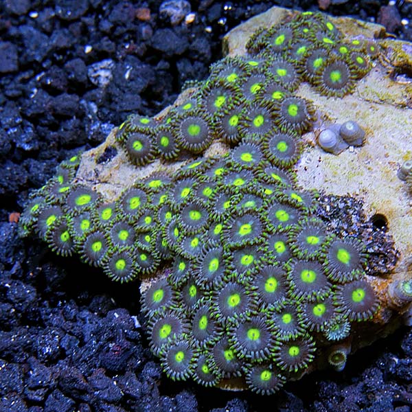 Colony Polyp, Blue & Green