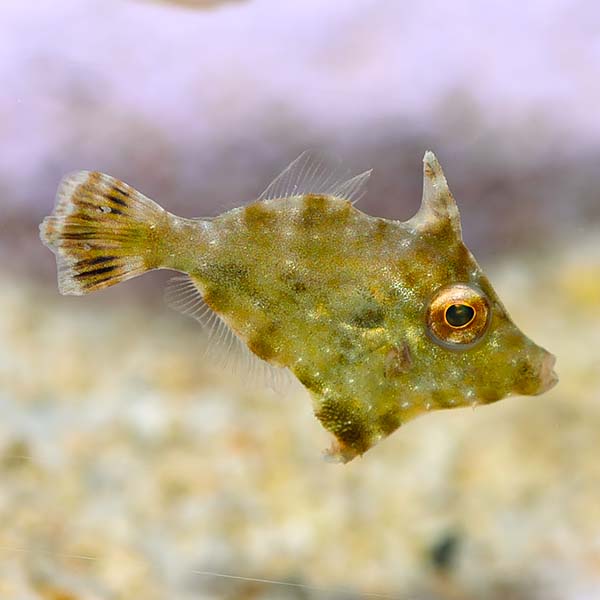 Aiptasia Eating Filefish