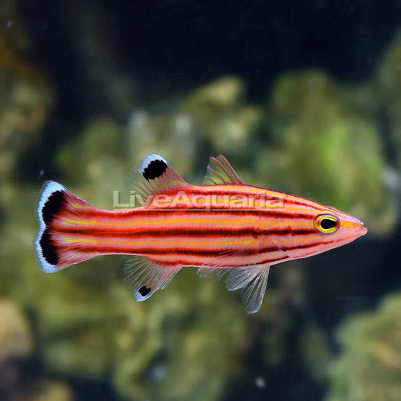 Swissguard Basslet 