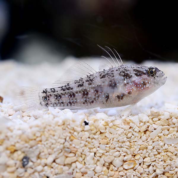 Biota Captive-Bred Starry Goby