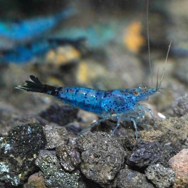 Blue Glaze Shrimp Group