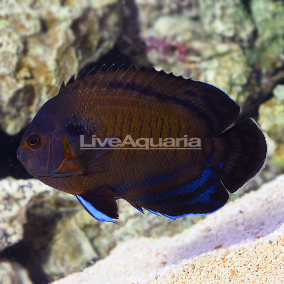 Bluefin Angelfish Bluefin Angelfish