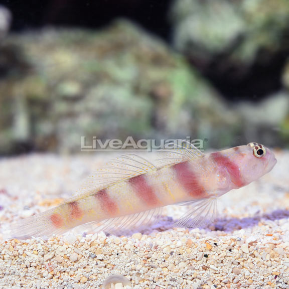 Steinitz Goby Steinitz Goby