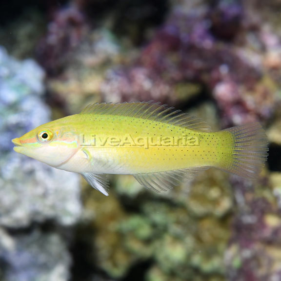 Green Wrasse Green Wrasse
