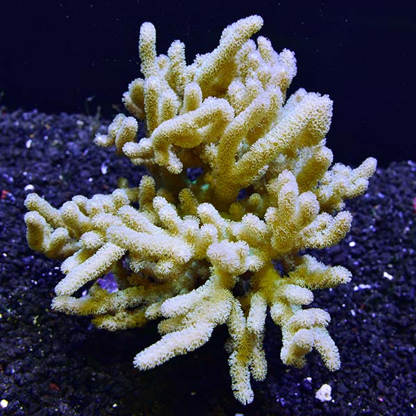 Sinularia Finger Leather Coral Sinularia Finger Leather Coral