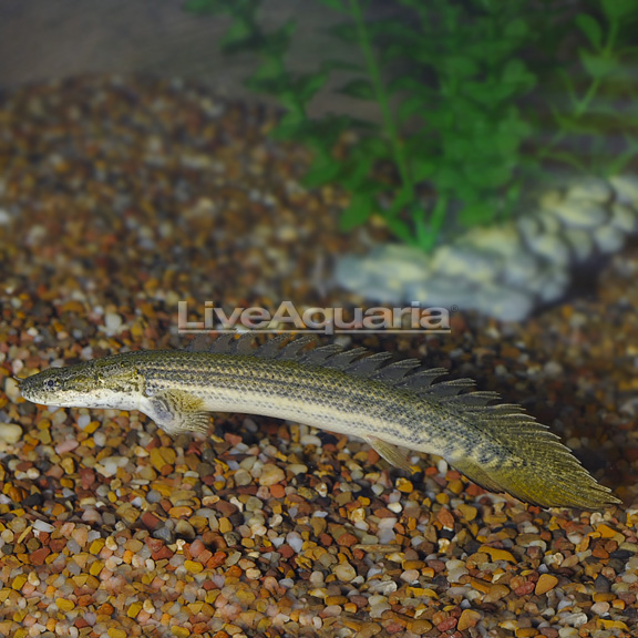 Lapradei Bichir Lapradei Bichir