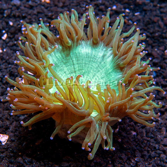Elegance Coral Elegance Coral