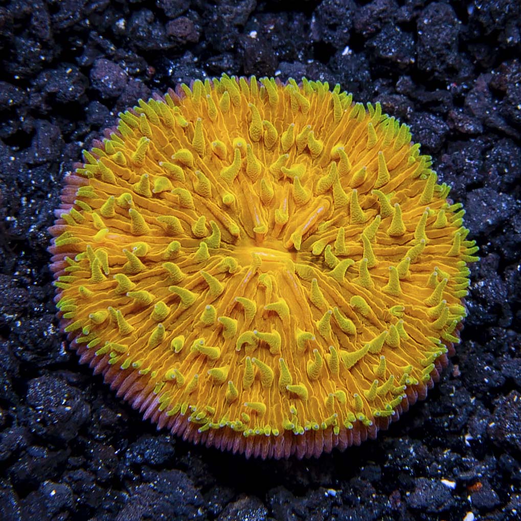Plate Coral, Orange with Green Polyps Plate Coral, Orange with Green Polyps