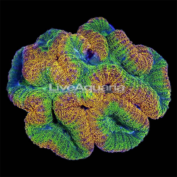 Brain Coral, Lobophyllia Brain Coral, Lobophyllia
