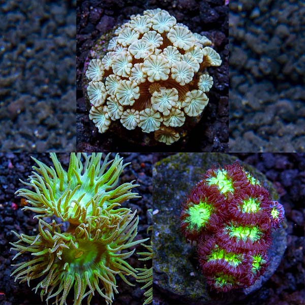 Premium Aquacultured LPS Frag Packs