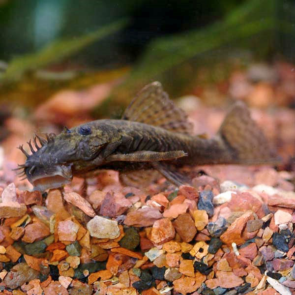 Bushy Nose Plecostomus