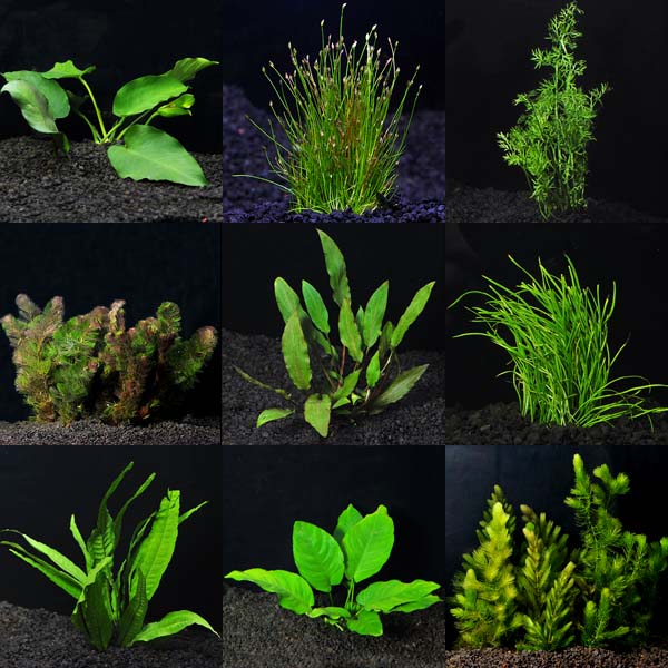 Aquarium Plant Pack - Standard