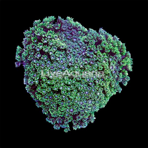 Flower Pot Coral, Short Polyp, Green Flower Pot Coral, Short Polyp, Green