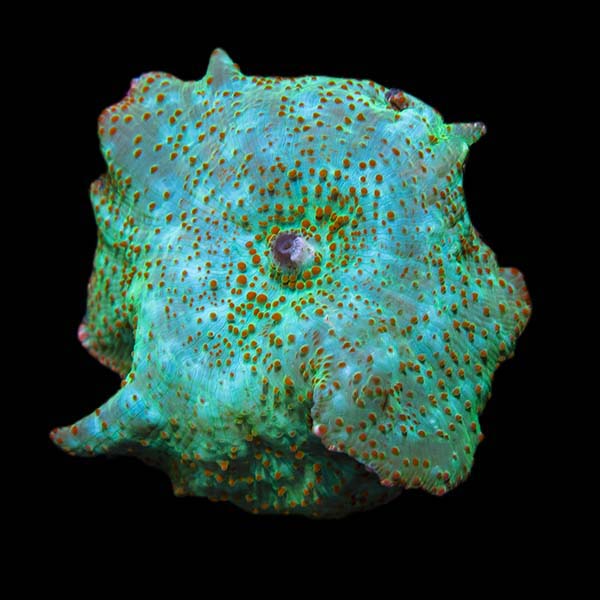 Aquacultured Emerald Green Mushroom Coral Aquacultured Emerald Green Mushroom Coral