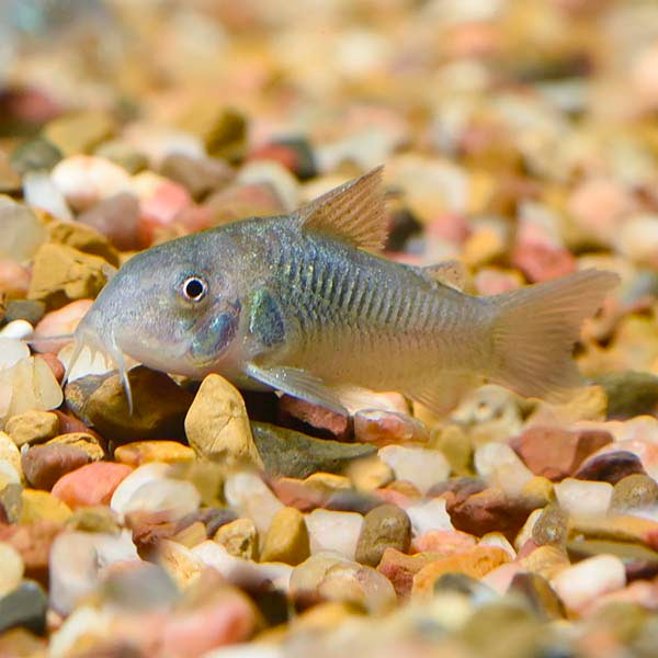 Green Aeneus Cory Cat Group