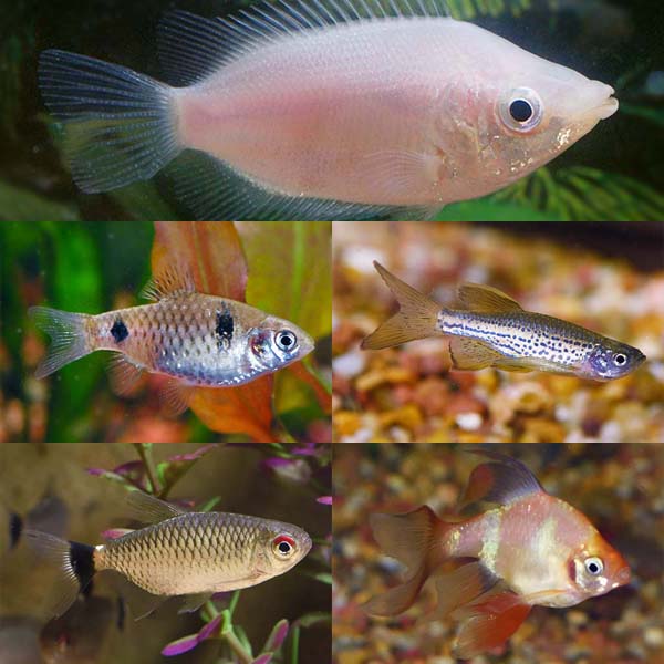 LiveAquaria® Premium Gourami Buddy Freshwater Packs