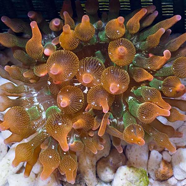 Grade A Rose Bubble Tip Anemone