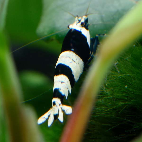 Black King Kong Crystal Shrimp Group Black King Kong Crystal Shrimp Group