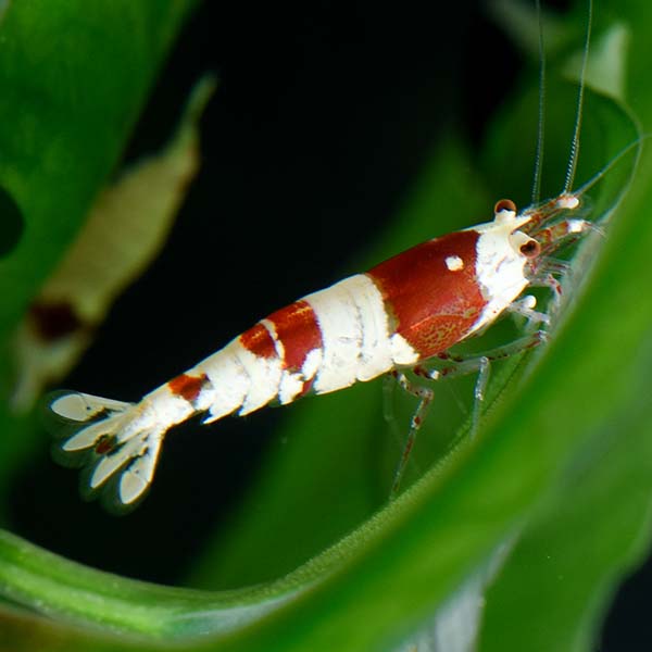 Blood Red Crystal Shrimp Group Blood Red Crystal Shrimp Group