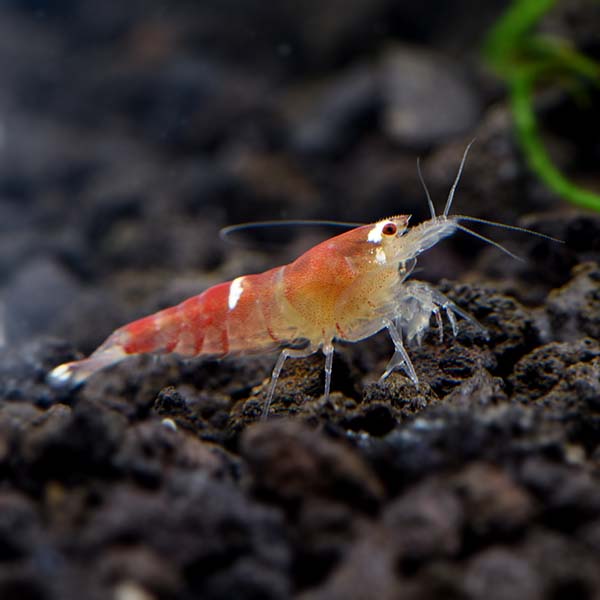 Red Christmas Crystal Shrimp Group Red Christmas Crystal Shrimp Group