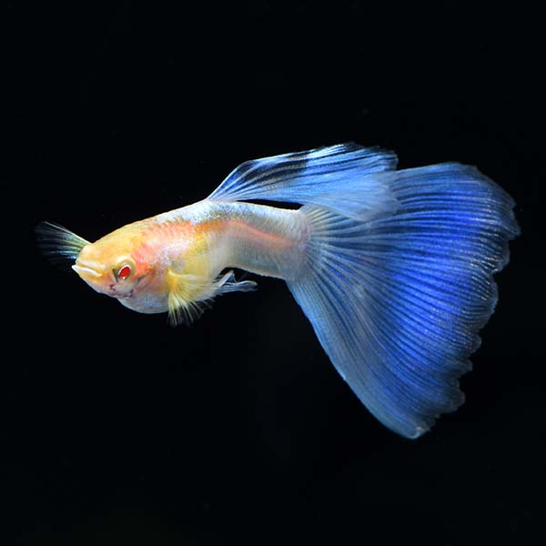 Albino Blue Topaz Guppy Group, Male